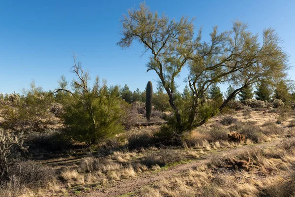 Various Cactus Desert Plants Landscape Scenery Arizona Sonoran Desert — Stock Photo, Image