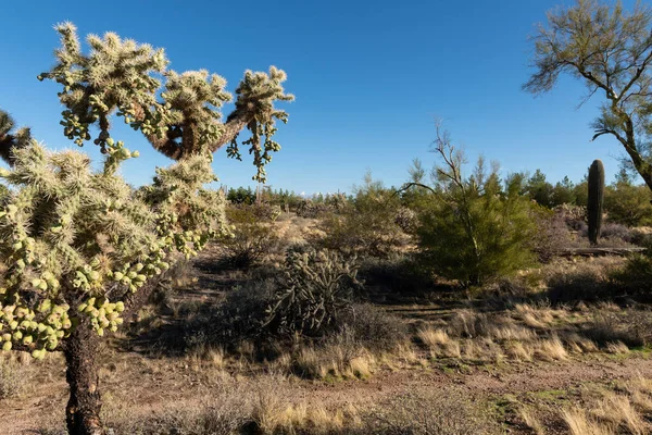 Különböző Kaktusz Sivatagi Növények Táj Táj Arizona Sonoran Sivatag — Stock Fotó