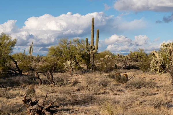 Különböző Kaktusz Sivatagi Növények Táj Táj Arizona Sonoran Sivatag — Stock Fotó