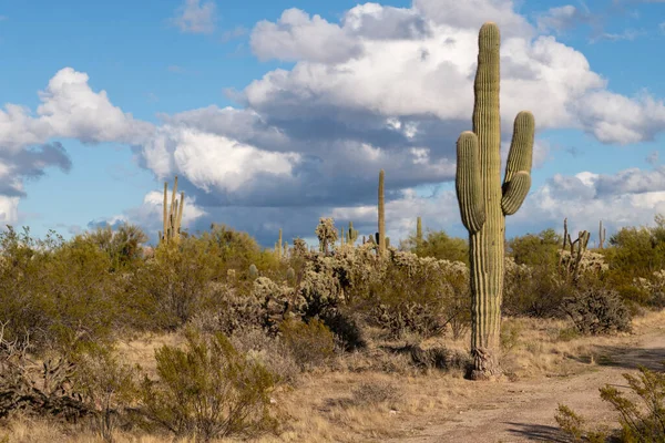 Olika Kaktus Och Ökenväxter Landskap Landskap Arizona Sonoran Öknen — Stockfoto