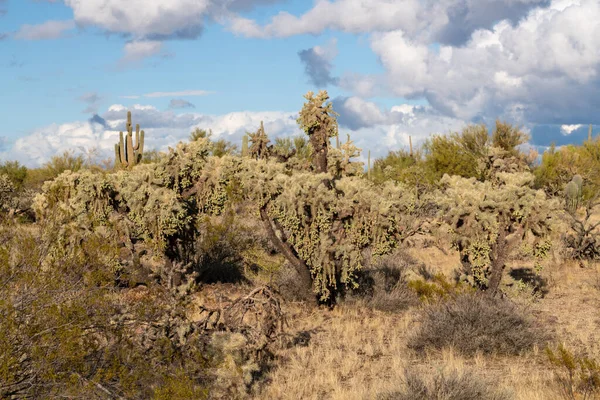 Különböző Kaktusz Sivatagi Növények Táj Táj Arizona Sonoran Sivatag — Stock Fotó