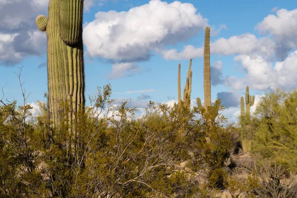 Various cactus and desert plants landscape scenery in Arizona Sonoran desert.