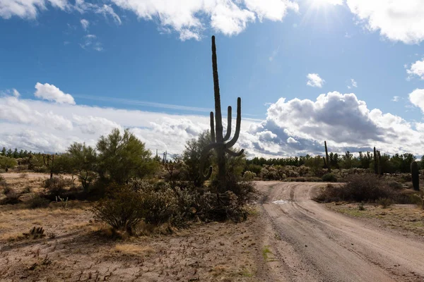 Various Cactus Desert Plants Landscape Scenery Arizona Sonoran Desert — Stock Photo, Image