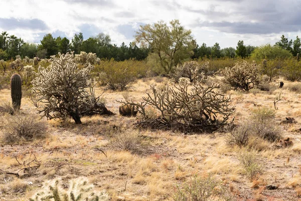 Várias Plantas Cacto Deserto Paisagem Paisagem Deserto Arizona Sonoran — Fotografia de Stock