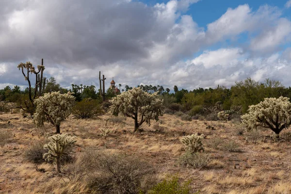 Varie Piante Cactus Deserto Paesaggio Paesaggio Arizona Deserto Sonoro — Foto Stock