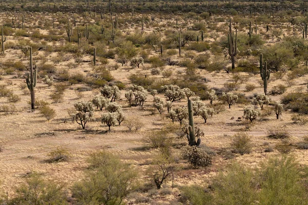 Varios Paisajes Cactus Plantas Del Desierto Arizona Desierto Sonora —  Fotos de Stock