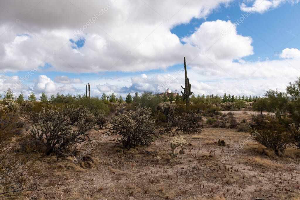 Various cactus and desert plants landscape scenery in Arizona Sonoran desert.
