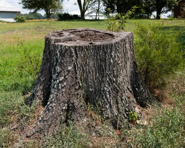 Old Tree Stump Surrounded Grass Backyard Farm House — Stock Photo, Image