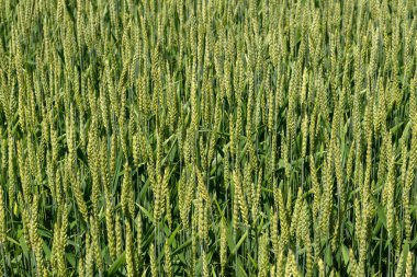 Bahar sonlarında canlı renklerle genç mısır gevreği tarlası. Tarım geçmişi.