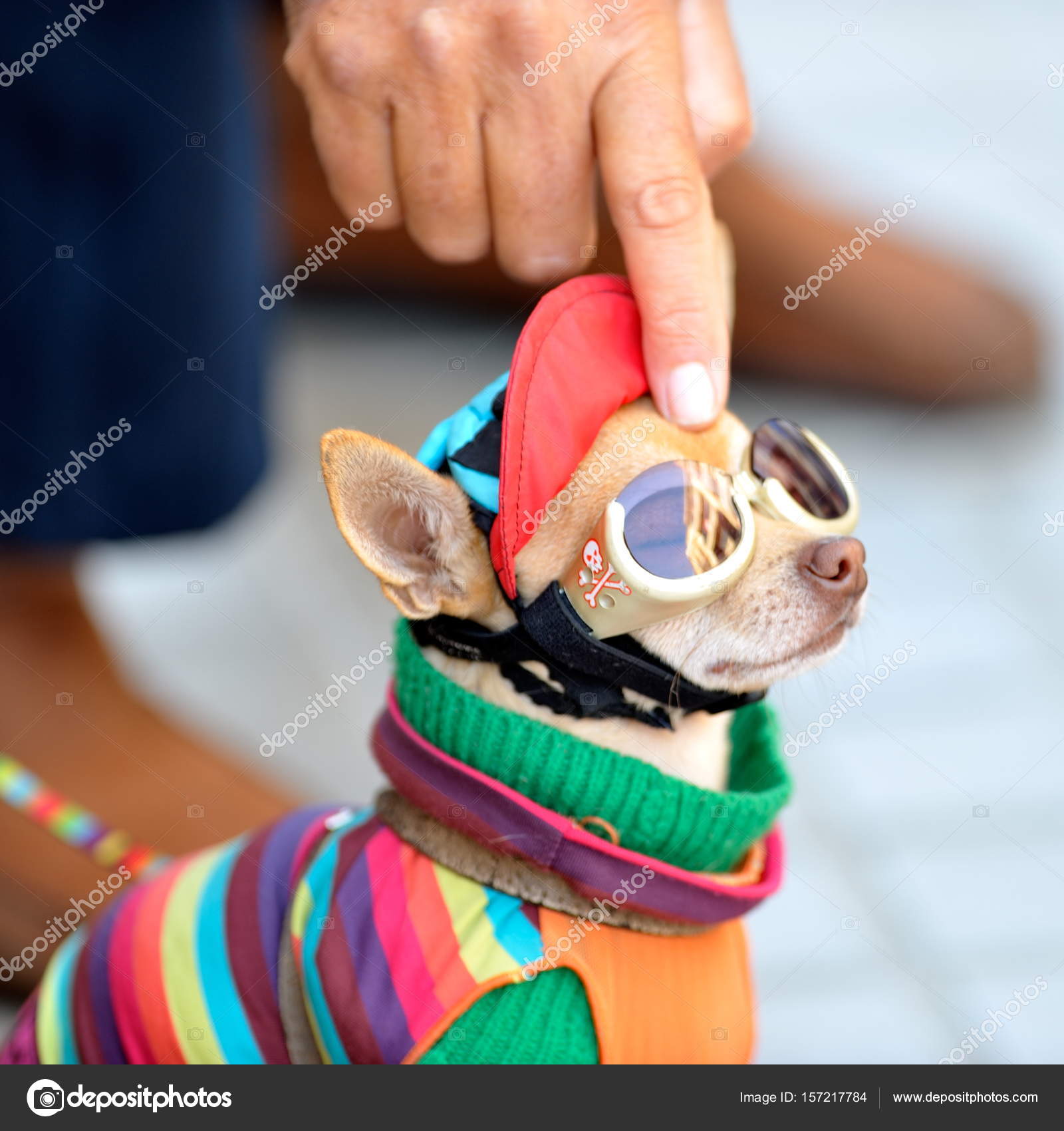 Funny chihuahua wearing tiny clothes Stock Photo by ©bereta 157217784