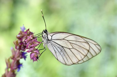 doğal yaşam kelebek 
