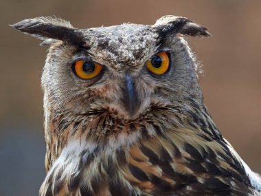 Uzun kulaklı baykuş portre  