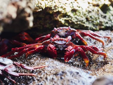 Sally Lightfoot Crab feeding on lava rock clipart