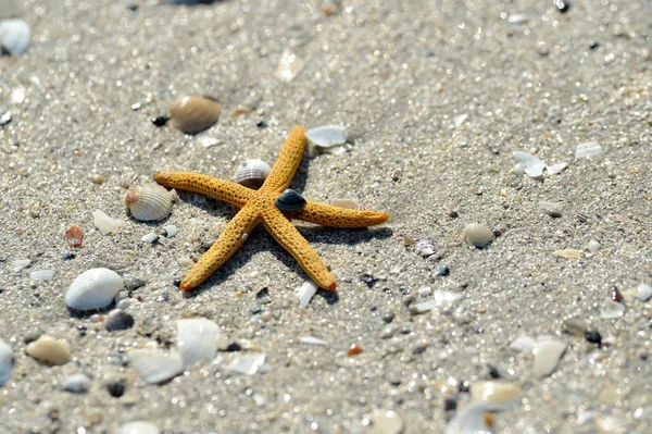 Estrella de mar sobre arena mojada — Foto de Stock