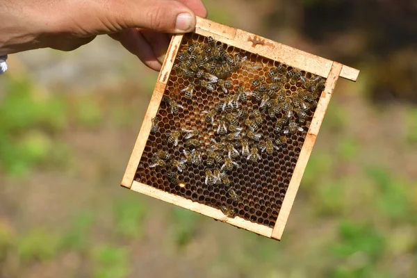 Μελισσοκόμος κρατώντας το σκελετό του κηρήθρα με μέλισσες εργασίας — Φωτογραφία Αρχείου