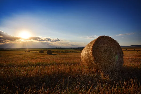 Field of hay bales at sunset — Stock Photo, Image