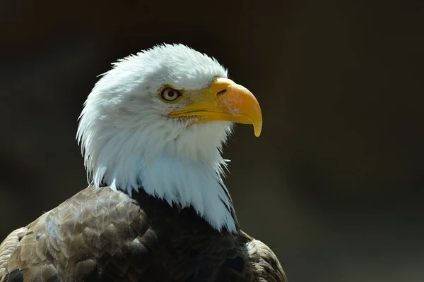 Kel kartal portre — Stok fotoğraf