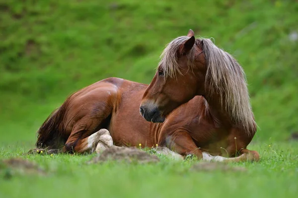Krásný kůň položenou na horské pastviny — Stock fotografie