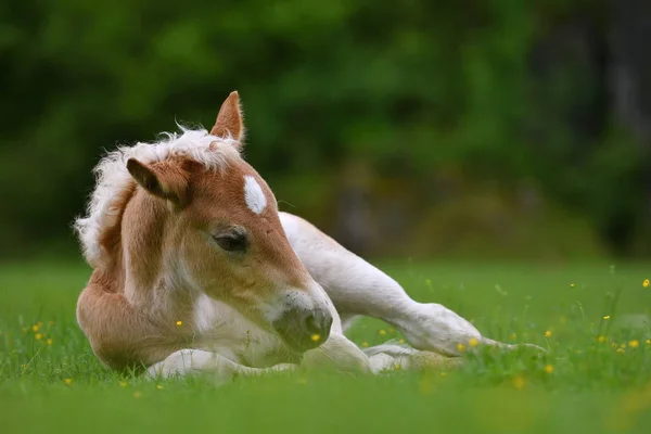 Young cute foal outdoor — Stock Photo, Image