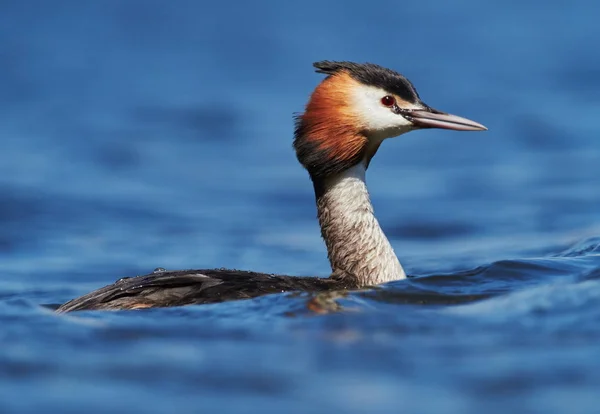春に湖の水鳥 — ストック写真
