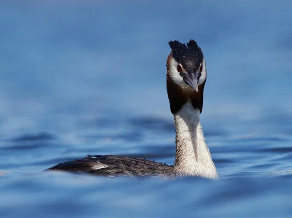 Aves acuáticas en el lago en primavera —  Fotos de Stock