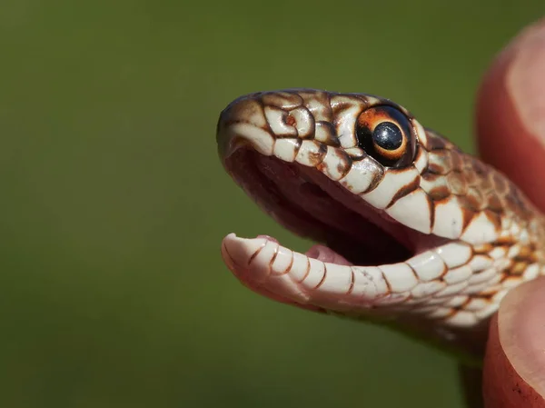 Snake in natural habitat — Stock Photo, Image