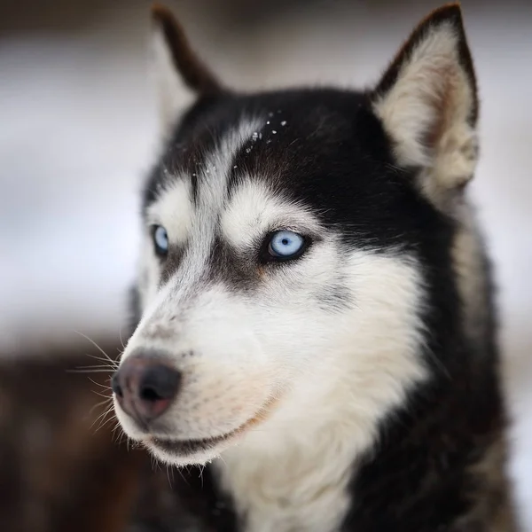 Syberyjski portret psa husky — Zdjęcie stockowe