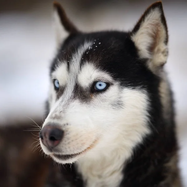 シベリアのハスキー犬の肖像画 — ストック写真