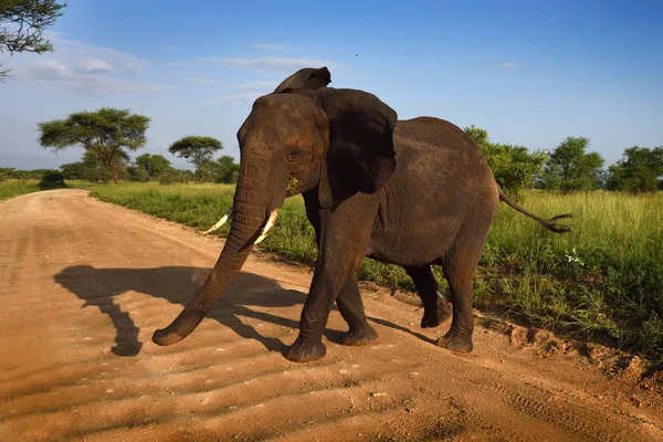 Slon v přírodním parku Serengeti — Stock fotografie