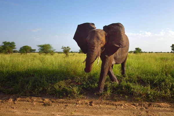 Elefante no parque natural Serengeti — Fotografia de Stock