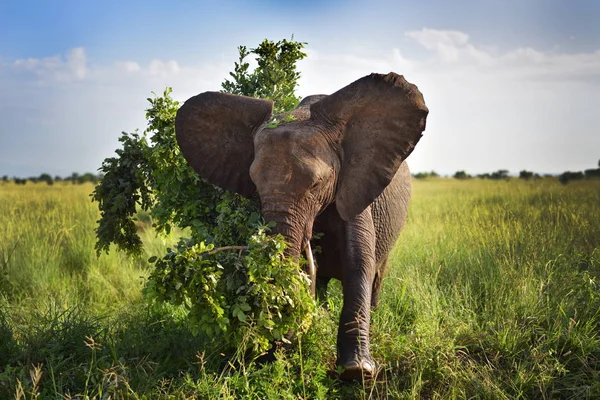 Elefante no parque natural Serengeti — Fotografia de Stock