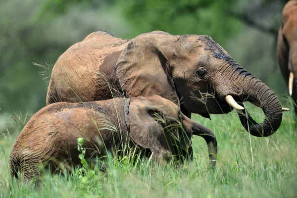 Olifanten in Serengeti natuurpark — Stockfoto