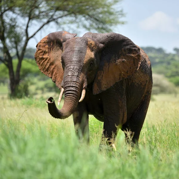 Olifant in de Serengeti natuurpark — Stockfoto