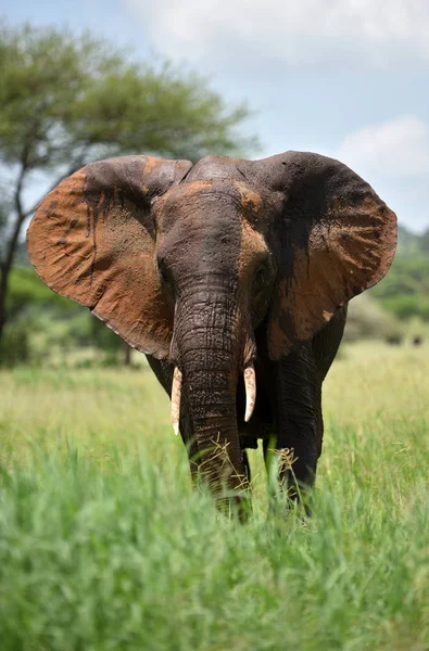 Слон в природном парке Серенгети — стоковое фото