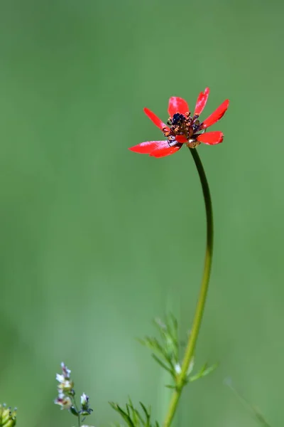 Pequena flor de primavera no campo — Fotografia de Stock