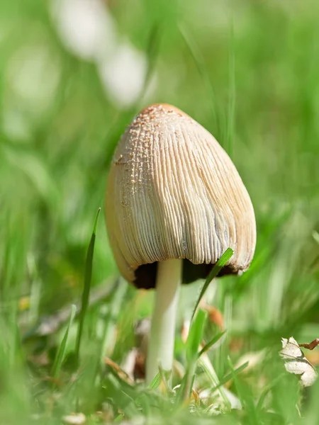 Setas creciendo en el bosque — Foto de Stock