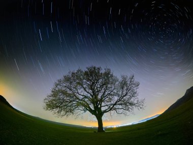 startrails ve ağaç yapısı ile gece gökyüzü