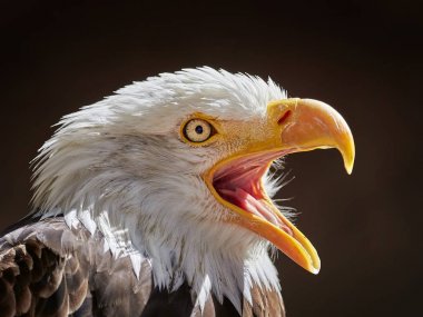 Kel kartal portre