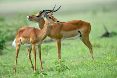 Impala in African natural park clipart