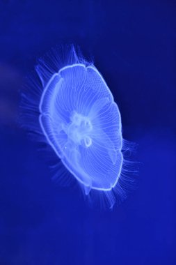 su altı ay denizanası derinlemesine görüntüsünü