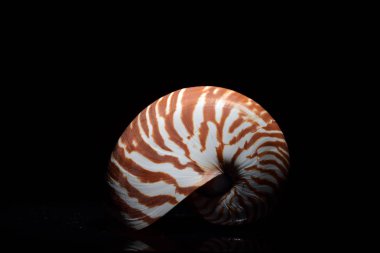 Nautilus kabuğu Studio