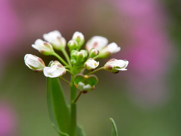 Fleurs en fleurs sur prairie sauvage au printemps — Photo