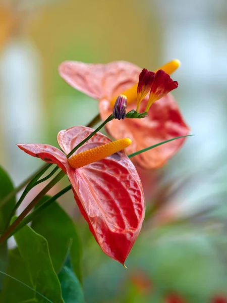 붉은 봄 꽃 — 스톡 사진