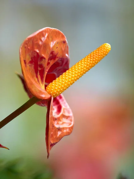 Flor roja de primavera — Foto de Stock