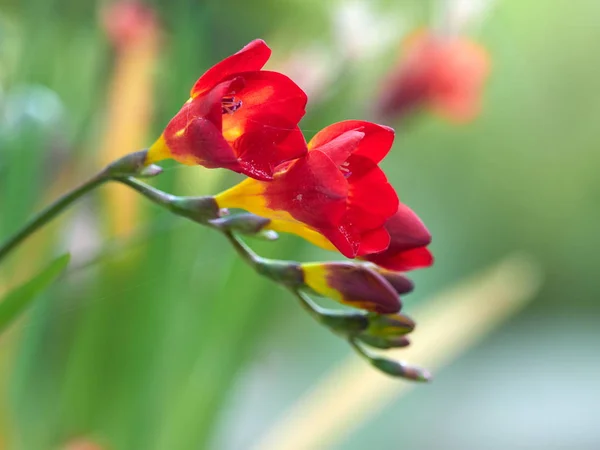 Червоний Весняні квіти — стокове фото