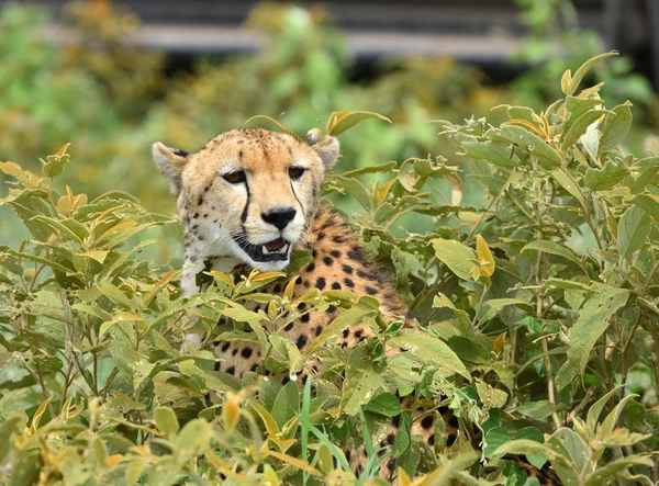 Guepardo africano escondido con presa en los arbustos —  Fotos de Stock