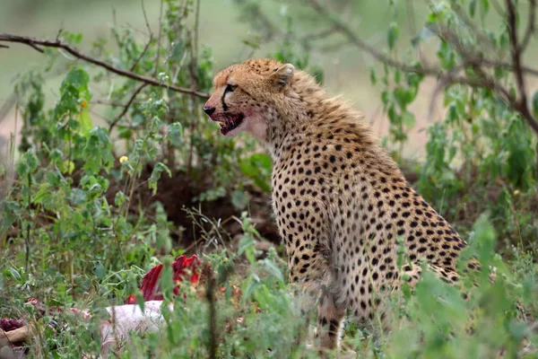 Guépard africain caché avec des proies dans les buissons — Photo