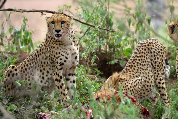 Chitas africanas escondidas com presas nos arbustos — Fotografia de Stock