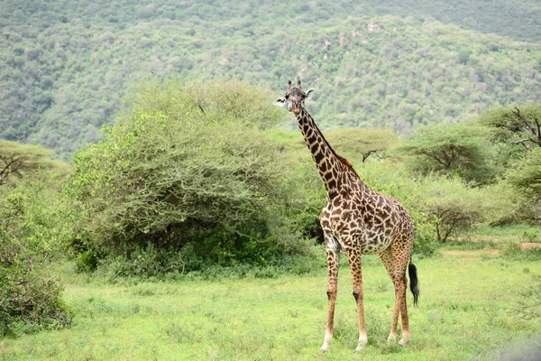 Giraf in natuurlijke habitat in Afrikaanse natuurpark — Stockfoto