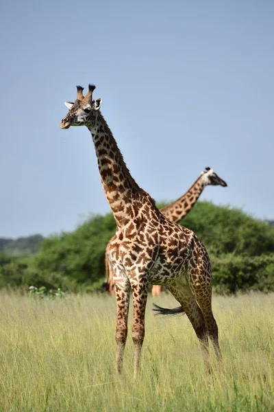 Giraffen in natuurlijke habitat — Stockfoto